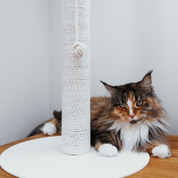 Eine schwarze Katze, die an einem hohen, weißen Kratzbaum hochklettert, mit ihren Vorderpfoten, die den Baum greifen, und ihrem Schwanz, der herunterhängt.