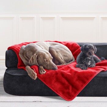 Ein grauer Hund schläft auf einem schwarzen Sofa, das mit einer roten Decke bedeckt ist, während ein kleiner schwarzer Pudel in der Nähe sitzt, beide sehen gemütlich aus.