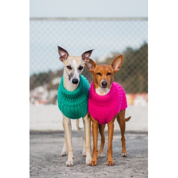 Zwei Hunde stehen nebeneinander, einer trägt einen grünen gestrickten Pullover und der andere einen rosa gestrickten Pullover, vor einem verschwommenen Außenhintergrund.