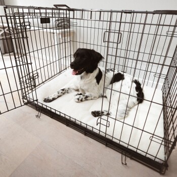 Ein schwarz-weißer Hund sitzt bequem in einer Metallbox mit einem weichen cremefarbenen Polster und sieht zufrieden aus.