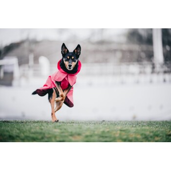 Ein verspielter Hund in einem leuchtend pinken Regenmantel läuft auf grünem Gras, mit einem verschwommenen Hintergrund einer verschneiten Landschaft.