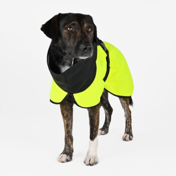Ein mittelgroßer Hund trägt einen leuchtend gelben Regenmantel mit einer schwarzen Kapuze, vor einem weißen Hintergrund stehend.
