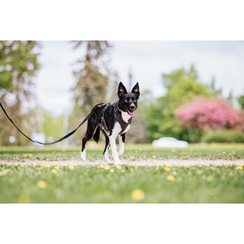 Ein schwarz-weißer Hund, der ein Geschirr trägt, läuft auf einem grasbewachsenen Weg, der mit gelben Blumen gesprenkelt ist, umgeben von Bäumen und Grün.