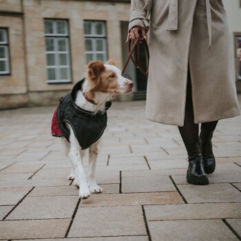 Eine Frau in einem langen beigen Mantel geht mit einem braun-weißen Hund, der einen schwarz-roten Mantel trägt, auf einem Steinpflaster.