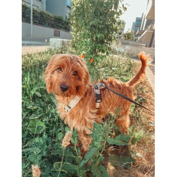 Zotteliger rötlich-brauner kleiner Hund trägt Geschirr und Leine, steht im Gras neben einem Bürgersteig; kein sichtbarer Text.