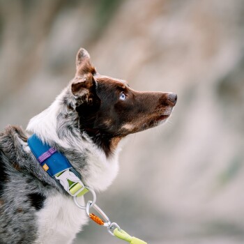 Eine Nahaufnahme des Profils eines braun-weißen Hundes mit auffälligen blauen Augen, der ein buntes Geschirr und eine Leine trägt, vor einem verschwommenen Hintergrund.