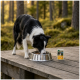 Border collie eating from stainless bowl on wooden platform in forest, next to a pet food pouch labeled WILDERNESS.