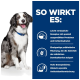 Ein glücklicher Australian Shepherd mit einem blauen Halsband sitzt links, während deutscher Text rechts die Vorteile von Haustierfutter hervorhebt.