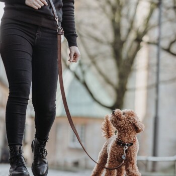 Eine Person in schwarzen Jeans und Stiefeln führt einen kleinen, flauschigen braunen Hund an der Leine und schaut auf den Hund in einer malerischen Umgebung.