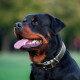 Close-up van een Rottweiler die hijgt met uitgestoken tong, draagt een zwarte leren halsband met zilverkleurige gesp, onscherpe groene achtergrond