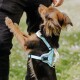 Ein kleiner brauner Hund, der ein hellblaues Geschirr trägt, steht auf seinen Hinterbeinen und greift nach der Hand einer Person in einer grasbewachsenen Umgebung.