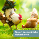 Hahn und Hennen picken auf sonnenbeschienenem Gras; Bannertext: „Fördert das natürliche Pickverhalten”