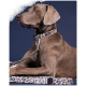 Seitenansicht eines grauen Weimaraners, der ein stilvolles gepunktetes Halsband und eine Leine trägt, vor einem dunkelblauen Hintergrund.