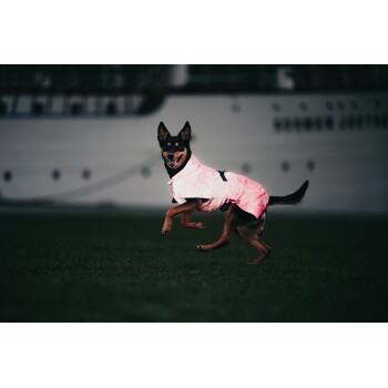 Ein verspielter Hund in einem leuchtend pinken Regenmantel wird in der Luft auf grünem Gras eingefangen, mit einem verschwommenen Schiff im Hintergrund.