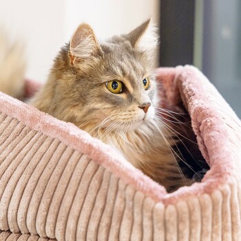Eine flauschige graue Katze mit auffälligen gelben Augen sitzt in einem gemütlichen rosa Haustierbett und schaut nachdenklich zur Seite.