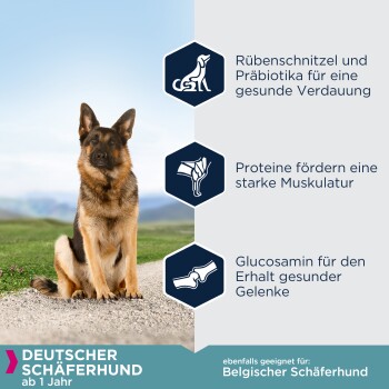 Deutscher Schäferhund im Freien mit blauem Himmel und grüner Landschaft. Der Text hebt die Vorteile von Hundefutter für Verdauung, Muskeln und Gelenkgesundheit hervor.