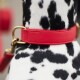 Nahaufnahme des Halses eines schwarz-weiß gefleckten Hundes mit einem leuchtend roten Lederhalsband mit goldener Schnalle.