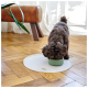 Ein kleiner brauner Hund frisst aus einer grünen Schüssel, die auf einer weißen Matte steht, mit einer Holzbank und einer Pflanze im Hintergrund.