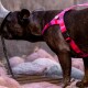 Ein schwarzer Hund mit einem rosa Geschirr schnüffelt an einer Metallwasser-Schüssel, umgeben von glatten Steinen in einer natürlichen Umgebung.