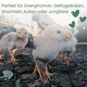 Drei Küken auf Erde; deutscher Text: 'Perfekt für Zwerghühner, Geflügelküken, Wachteln, Küken oder Jungtiere' mit Herzsymbolen