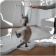 Eine verspielte graue Katze interagiert mit einer Spielzeugmaus an einem Faden, die von einer Person gehalten wird, in einem gemütlichen Wohnzimmer mit einem hellen Teppich.