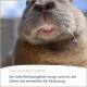 Verschiedene Kleintiere einschließlich Kaninchen, Meerschweinchen, Hamster, Mäuse und Ratten mit deutschem Text über tägliche Fütterung.