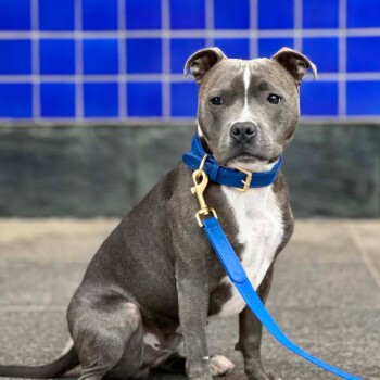 Ein grau-weißer Hund sitzt auf einem Bürgersteig, trägt ein blaues Halsband und eine Leine, mit einer blauen gefliesten Wand im Hintergrund.