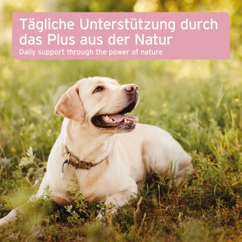 Gelber Labrador liegt mit Halsband im Gras; sichtbarer Text: ‚Tägliche Unterstützung…‘ und ‚Daily support — power of nature‘.
