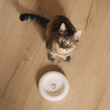 Eine hellgraue Katze schnüffelt an einer schwarzen, runden Haustierschüssel, die mit "Schnurrhaar-freundliches Design für stressfreies Fressen" beschriftet ist.
