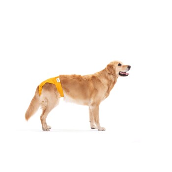 Ein Golden Retriever trägt eine leuchtend gelbe Hundewindel, steht vor einem weißen Hintergrund und schaut mit einem glücklichen Ausdruck zur Seite.