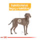 Illustration eines Hundes mit hervorgehobenen Bereichen, die empfindliche Haut und die Neigung zu Hautreizungen anzeigen, mit deutschem Text darüber.