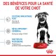 Un chiot à côté d'un bol rouge de nourriture pour chiens Royal Canin, mettant en avant les avantages : soutien immunitaire, développement cérébral et santé du microbiome.