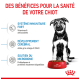 Un chiot à côté d'un bol rouge de nourriture pour chiens Royal Canin, mettant en avant les avantages : soutien immunitaire, développement cérébral et santé du microbiome.