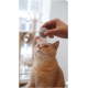 Eine neugierige orangefarbene Katze schaut zu einer Hand auf, die ein kleines graues Ballspielzeug hält, mit einem weichgezeichneten Hintergrund eines haustierfreundlichen Raums.