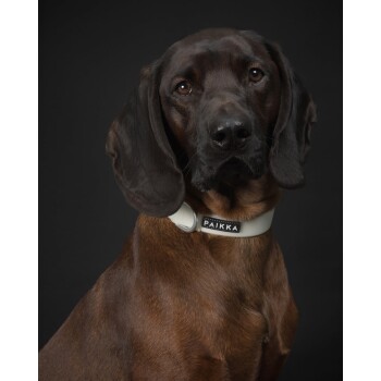 Ein brauner Hund mit einem weißen Halsband, beschriftet mit 'PAIKKA', posiert vor einem dunklen Hintergrund und zeigt sein glänzendes Fell und seine aufmerksame Haltung.