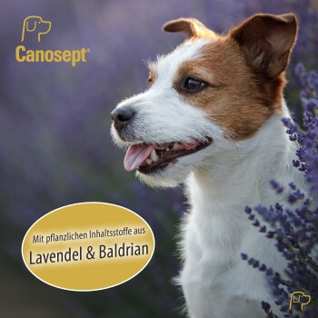 Ein glücklicher Hund mit braun-weißer Fellfarbe steht zwischen Lavendelblüten, mit dem Text "Mit Lavendel und Baldrian" auf einem kreisförmigen blauen Hintergrund.