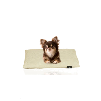 Ein kleiner braun-tan Chihuahua sitzt auf einem hellgrünen Haustierbett und schaut neugierig in die Kamera.