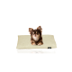 Ein kleiner braun-tan Chihuahua sitzt auf einem hellgrünen Haustierbett und schaut neugierig in die Kamera.
