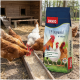 Hühner, die aus einem hölzernen Trog fressen, neben einem PANTO-Futtersack mit der Beschriftung 'LM Legemehl in Mehlform'.