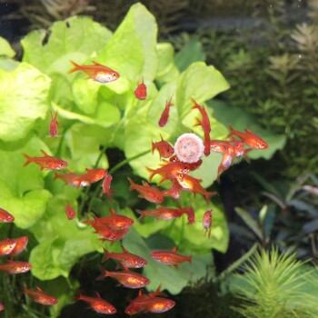 Comprimés alimentaires PRONOVO pour tous les poissons d’aquarium M 250 ml