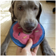 Eine Person hält ein buntes, donutförmiges Tierhalsband vor das Gesicht eines Hundes, das das pinke und blaue Design des Halsbandes mit Streuseln zeigt.