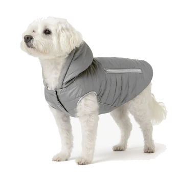 Ein grauer Französischer Bulldogge, die eine stylische Daunenjacke mit Kapuze trägt und nach oben schaut, vor einem weißen Hintergrund.