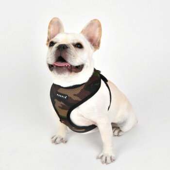 Ein glücklicher Französischer Bulldogge, der ein Camouflage-Geschirr trägt, sitzt vor einem weißen Hintergrund und zeigt seinen verspielten Ausdruck.