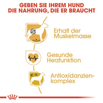 Bild zur Förderung der Vorteile von Hundefutter, mit Symbolen und Text: "Erhalt der Muskelmasse," "Gesunde Herzfunktion," "Antioxidantien-komplex."
