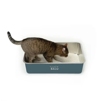 Eine getigerte Katze erkundet eine Katzentoilette mit einem Edelstahl-Innenraum und einem blauen Äußeren, beschriftet mit "LUCY BALU."