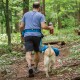 Ein Mann in einem grauen T-Shirt und Shorts führt einen gelben Labrador in einem Wald, trägt eine Wasserflasche und benutzt einen blauen Hüftbeutel.