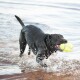 Labrador noir courant dans une eau peu profonde, éclaboussant, tenant une balle de tennis jaune vif dans la gueule.