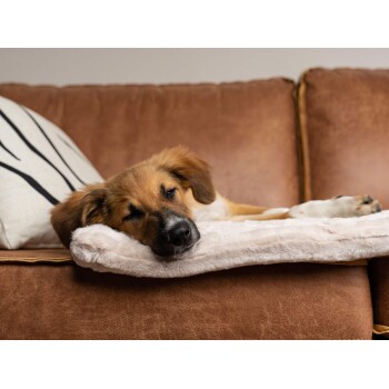 Ein schlafender Hund ruht auf einer weichen Decke auf einem braunen Sofa, mit einem dekorativen Kissen im Hintergrund.