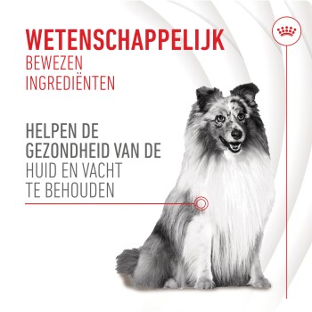 Glunderende Collie op een witte achtergrond met tekst: 'Bewezen ingrediënten ondersteunen de huid- en vachtgezondheid.'