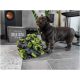 Ein kleiner schwarzer Hund steht neben einem bunten, flauschigen Spielzeug aus grünem und schwarzem Stoff, mit einem modernen Wohnzimmer im Hintergrund.